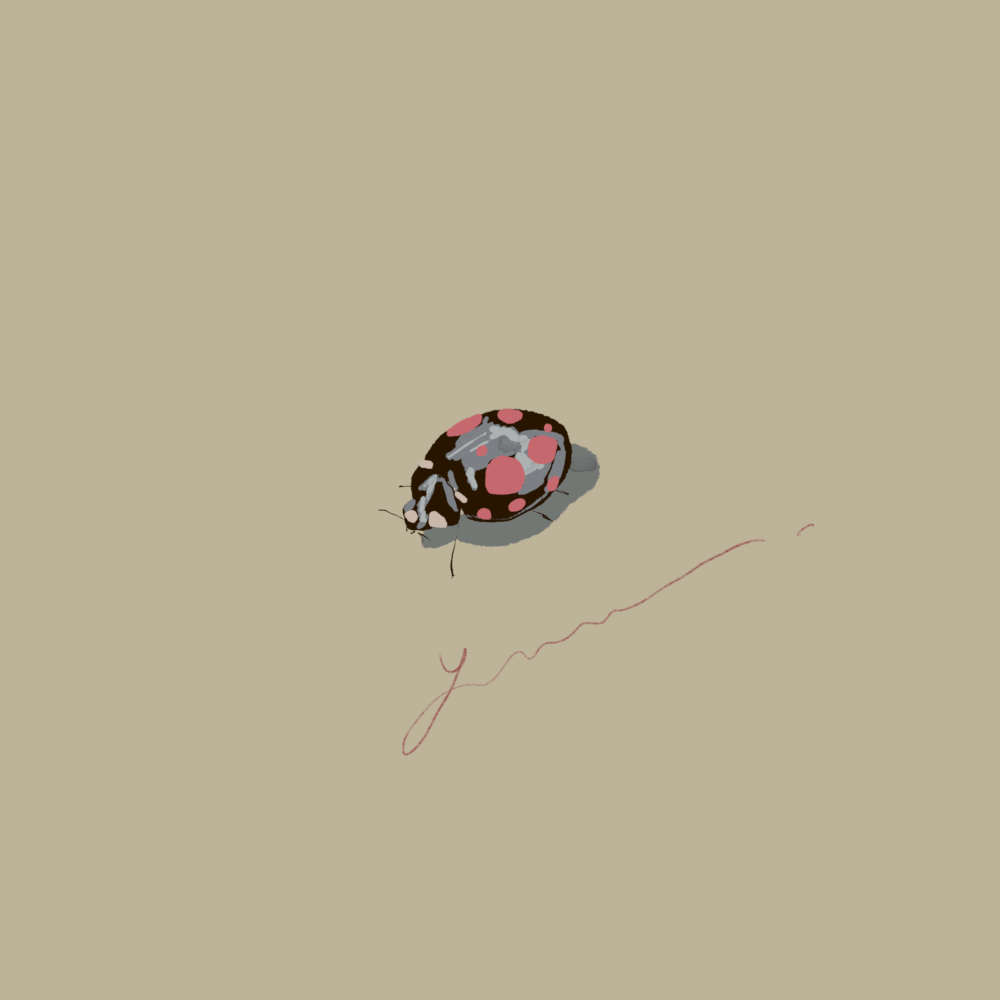 A Ladybug