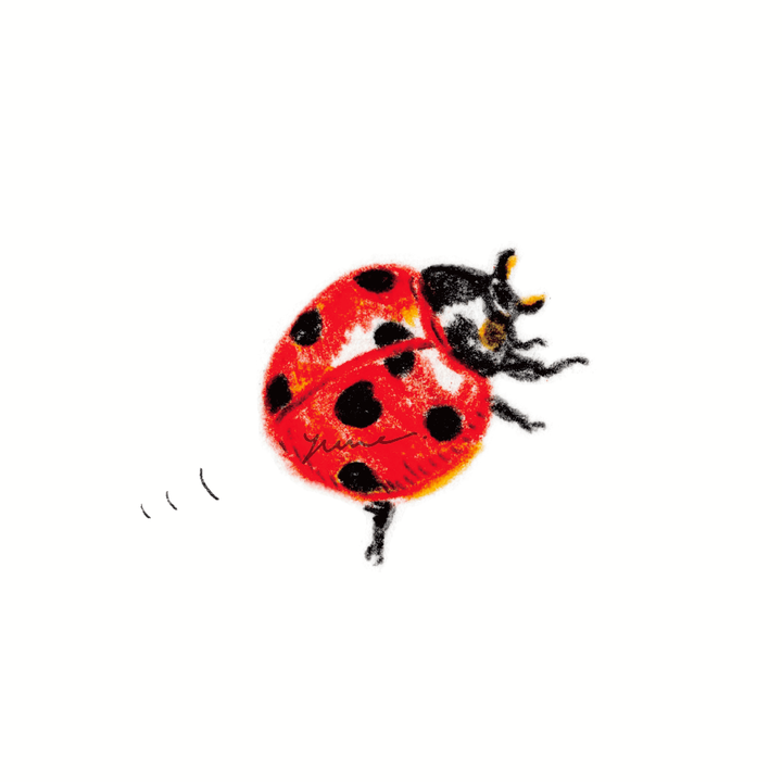 Ladybug