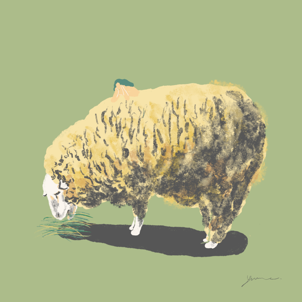 Sheep